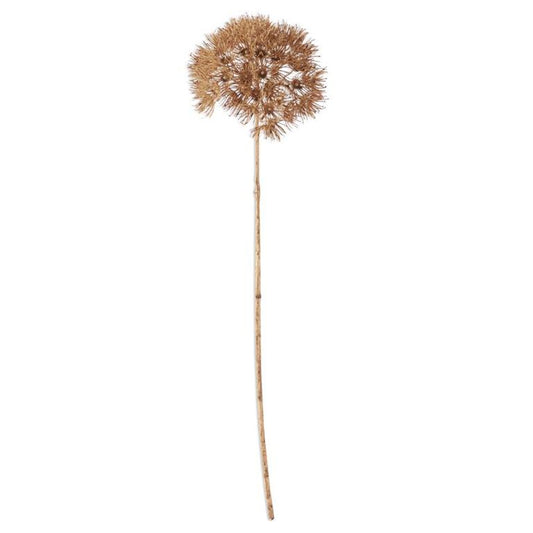 29 Inch Tan Allium Stem