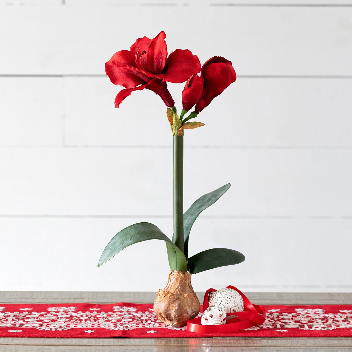 Amaryllis in Bulb Pot Red